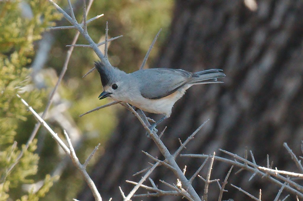 Hybrid Titmouse 2016-02-13.jpg